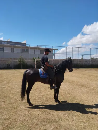 Cavalo preto garanhão a venda