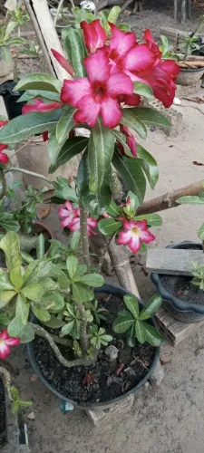 Rosa do deserto