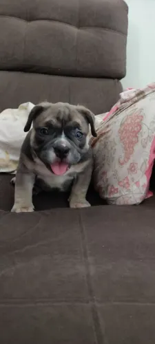 Exótic Bully 