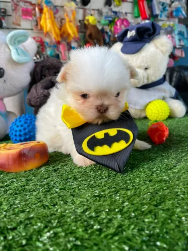 Shihtzu macho micro
