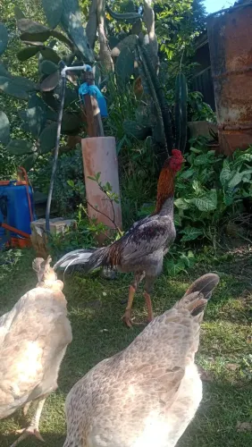 Galo índio prata