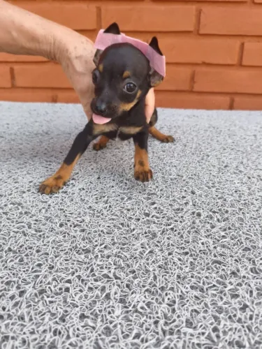 Pinscher mini pequenos e encantadores