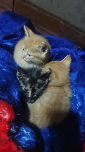 Doa-se Gatinhos