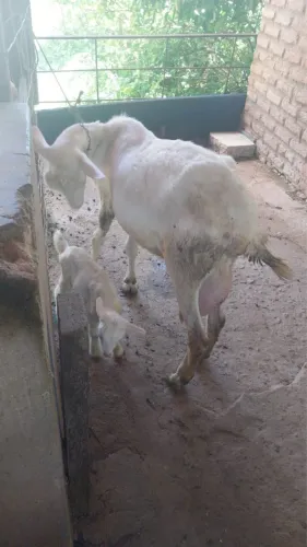 Cabras saanem PO Mãe e filha