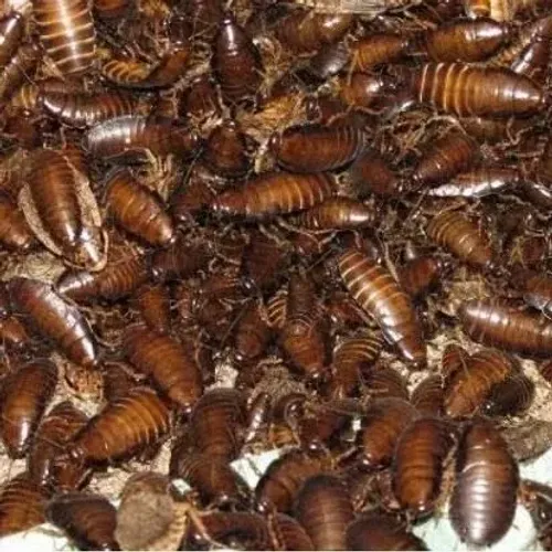 Barata cinéria