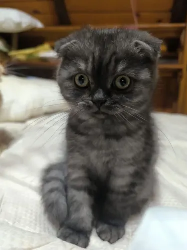 Gato scottish foldex 