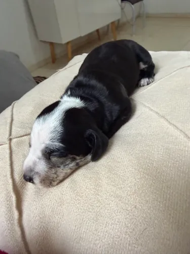 Filhotes de Dachshund/Salsicha disponíveis