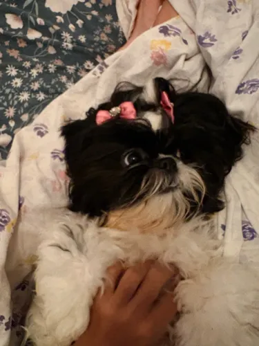 À procura de um namorado com pedigree