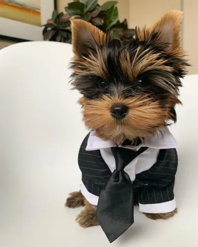 Impecáveis bebês de Yorkshire mini machos! Presenteie sua mãe 