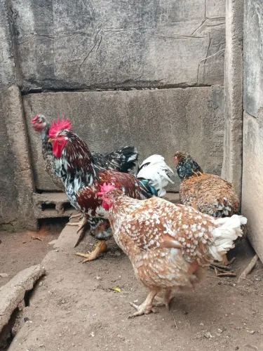 Ovos e pintinhos