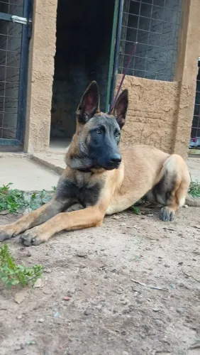 Pastora Belga Malinois 