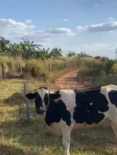 Vacas leiteiras novas excelente pastos
