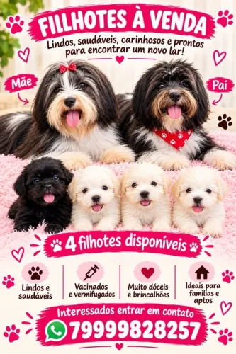Lindos Poodle a venda 