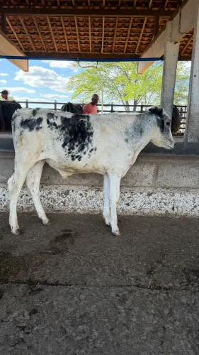 Vendo lote com 06 Bezerros machos