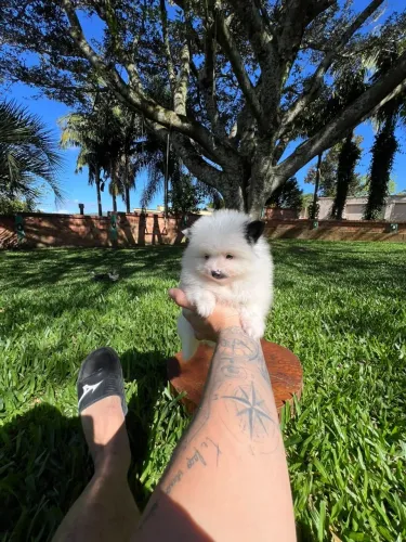 Spitz Alemão - Machinho! Maravilhoso!