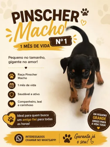 Pinscher macho n 1 