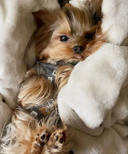 Filhote Yorkshire Terrier, Os aumigos mais fofos estão te esperando!