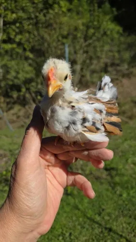 Mini Garnizé (filhote)