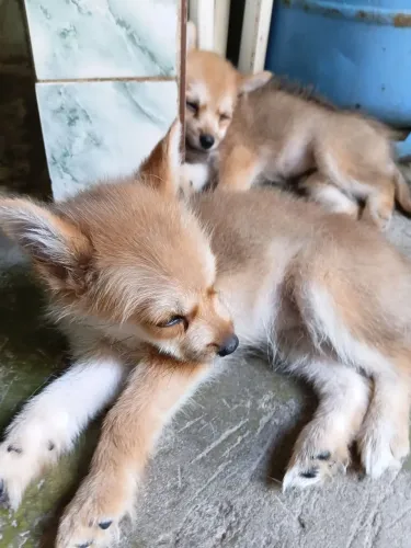 Splitz alemão