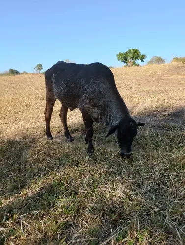 novilha