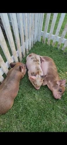 Mini porco,  bem pequenos e mansinhos 