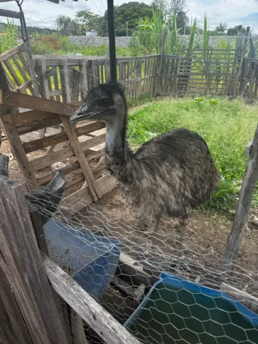 Vende-se Emu australiano