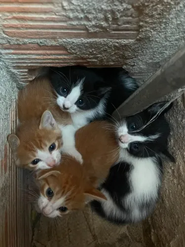 Quatro filhotinhos resgatados procuram um lar cheio de amor 