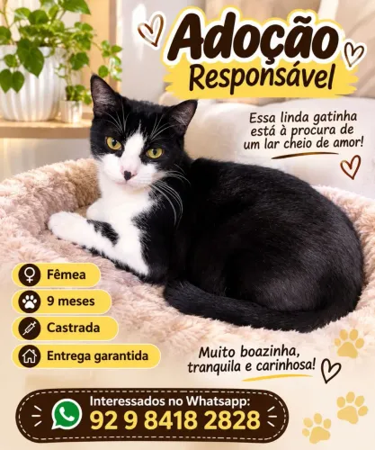 Adoção . Fêmea 9 meses . Castrada. Entrega garantida. Interessados 92 9 *