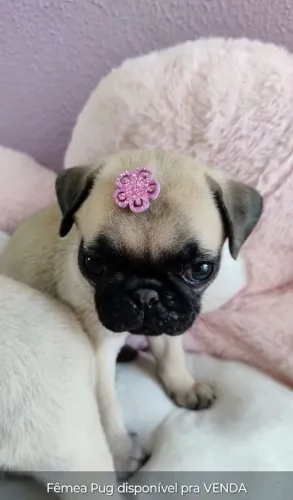 Filhotes de Pug