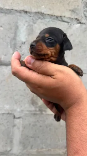 Dachshund: Disponível para Entrega e Pronto para Conhecer Você