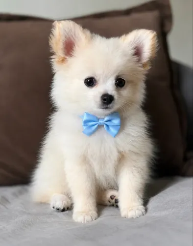 Vendo Lulu da Pomerânia Anão