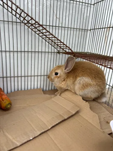 Coelho macho pequeno