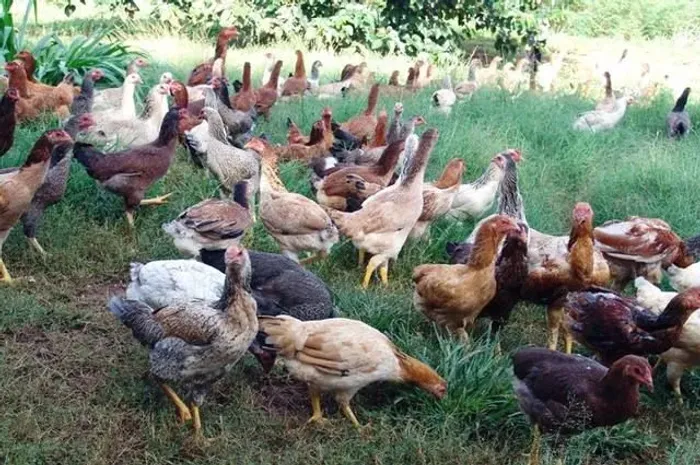 Galos e galinhas caipiras de qualidade