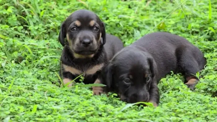 rotweiler x labrador lindos , espertos 