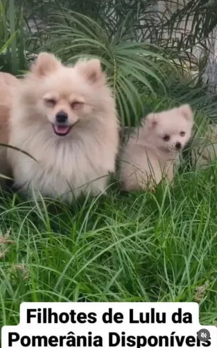 Filhotes Spitz Alemão Anão