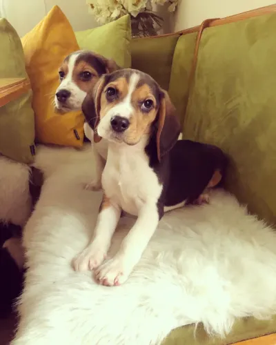 Filhotes De Beagle - Se Prepare Para Explosão De Fofura Que Vai Te Encantar