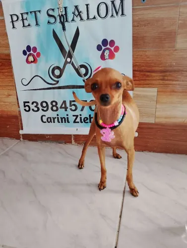 Casal de pinscher ela está prenha dele! Não vendo separado!