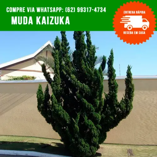 Muda de Pinheiro Kaizuka