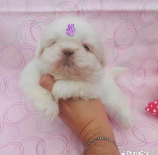 Filhote Shih Tzu, Diga adeus à solidão!