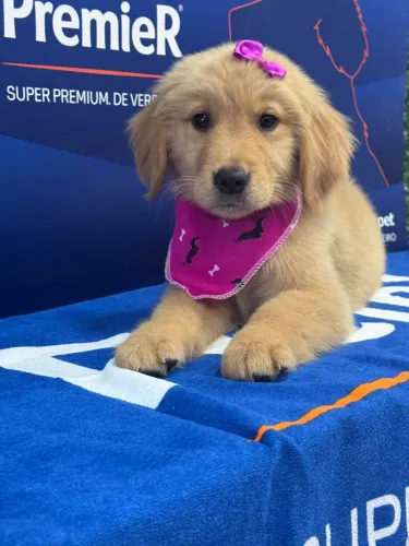 Filhote de Golden Retriever