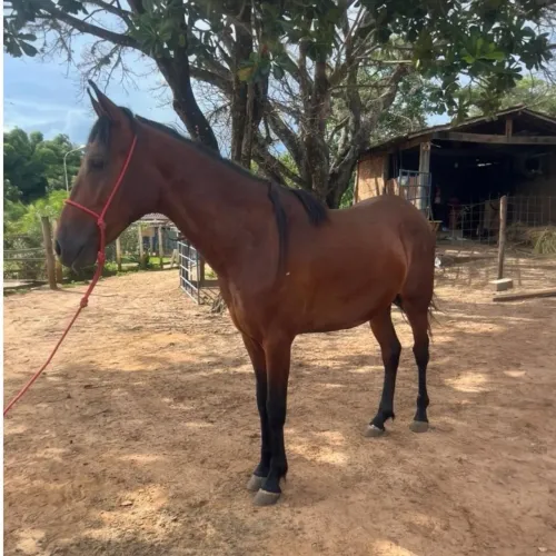 Potro mangalarga marchador 