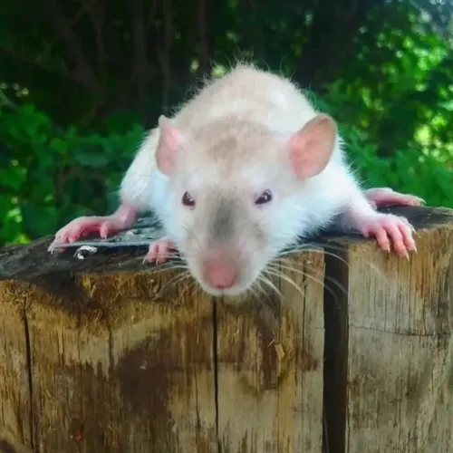 Vendo Ratos Twisters para Pet