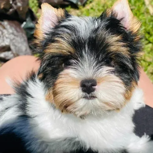 Macho Biewer Terrier de Alta Linhagem - Visitas com Horário