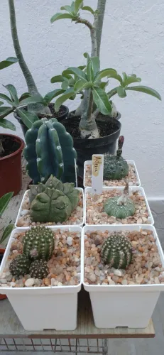 5 Cactos no pote N12 