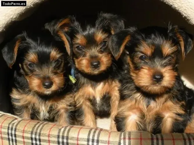 Yorkshire Belos Filhotes