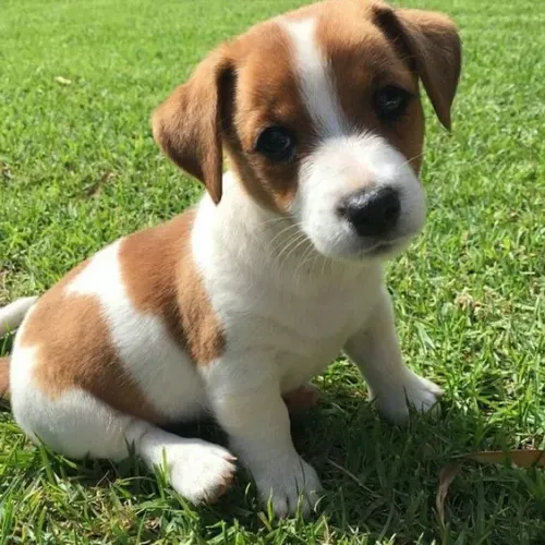 Filhote de Jack Russell à venda! ? 