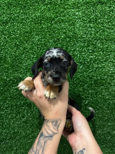Dachshund Kaninchen / Macho á venda 