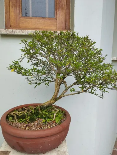 Bonsai serissa 7 anos