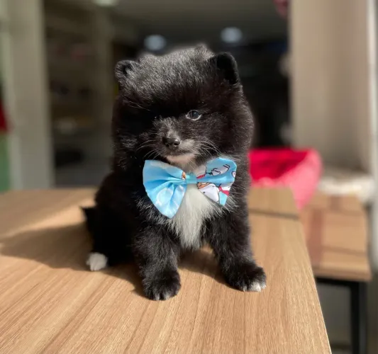 Spitz alemão