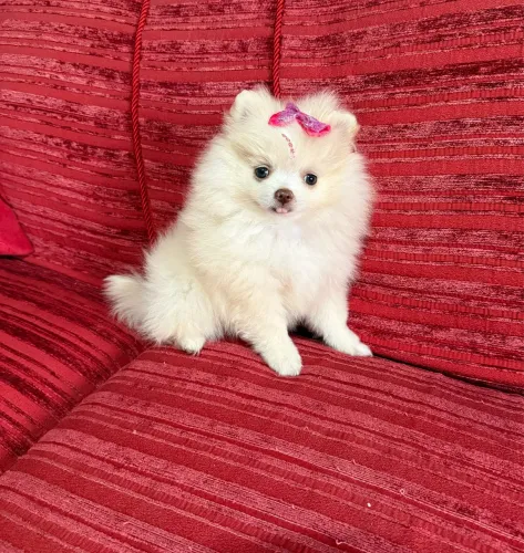 Lulu da Pomerania Anã perfeita olhos e nariz claros 
